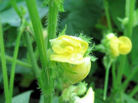 Vigna angularis