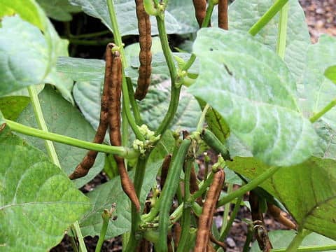 Vigna angularis