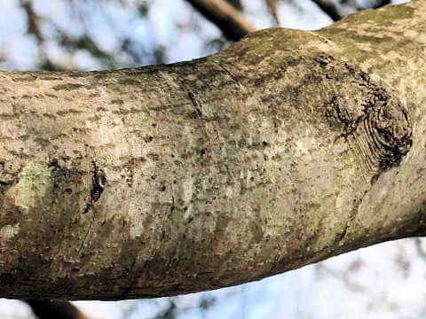 Sorbus alnifolia