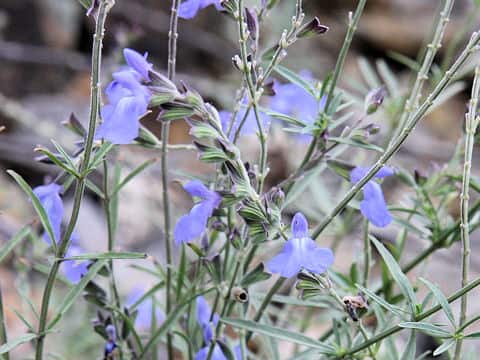 Salvia azurea var. grandiflor