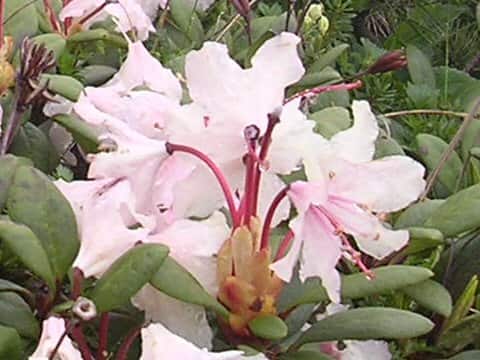 Rhododendron degronianum