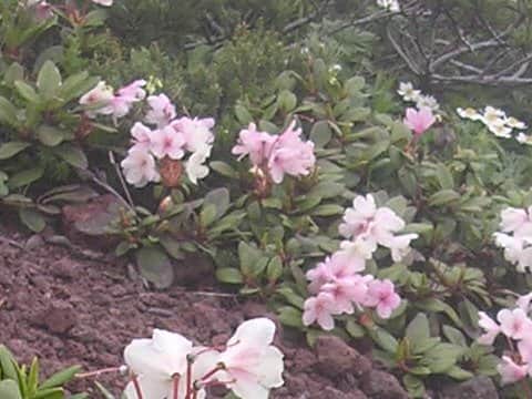 Rhododendron degronianum