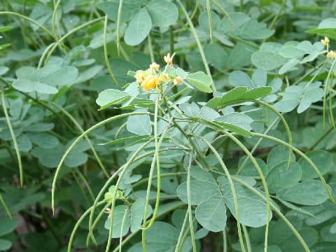 Cassia obtusifolia