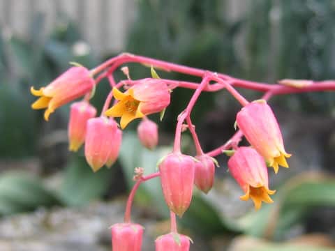 Echeveria agavoides cv.