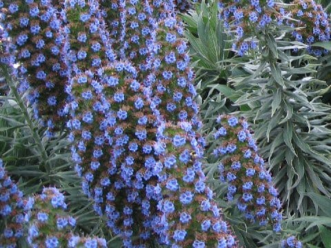 Echium candicans
