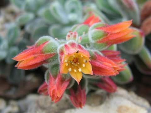 Echeveria coccinea