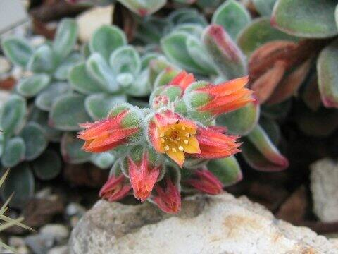 Echeveria coccinea