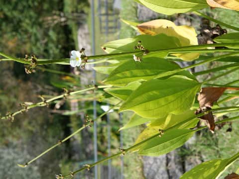Echinodorus cordifolius