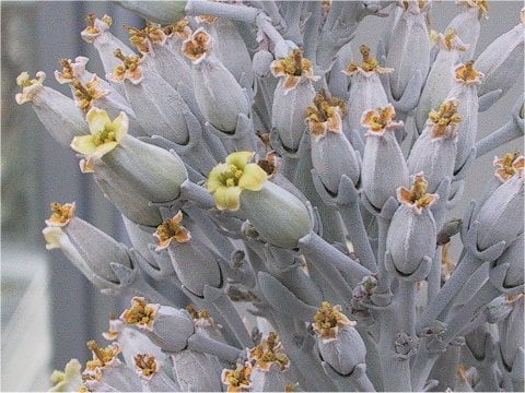 Echeveria deresseana