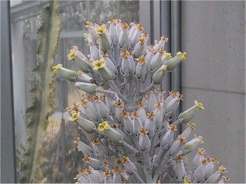 Echeveria deresseana