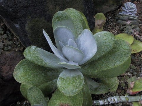 Echeveria deresseana