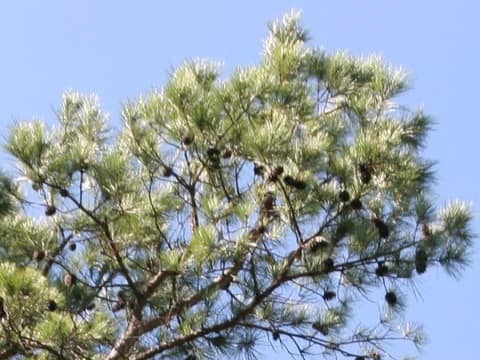 Pynus echinata