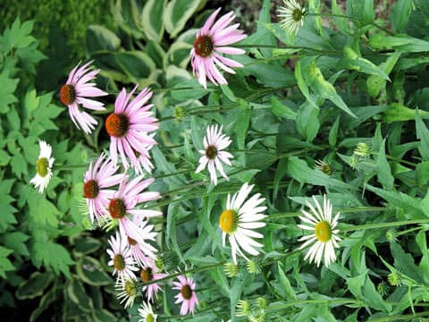 Echinacea purpurea