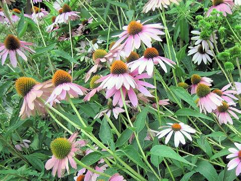 Echinacea purpurea