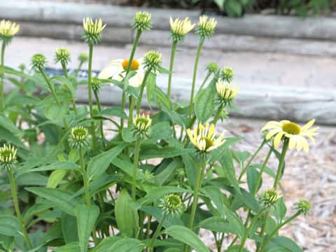 Echinacea purpurea