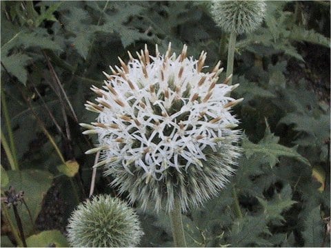 Echinops sphaerocephalus