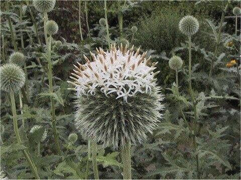 Echinops sphaerocephalus