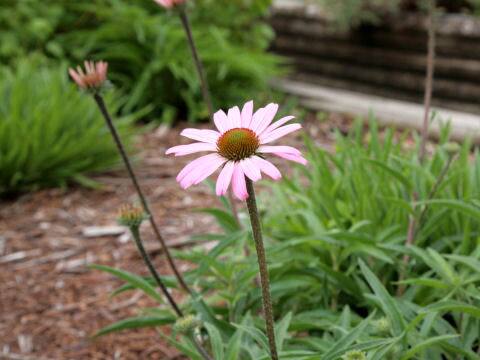 Echinacea tennesseensis