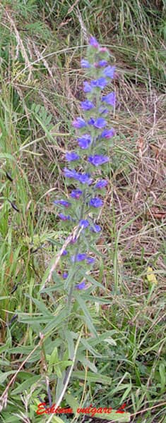Echium vulgare