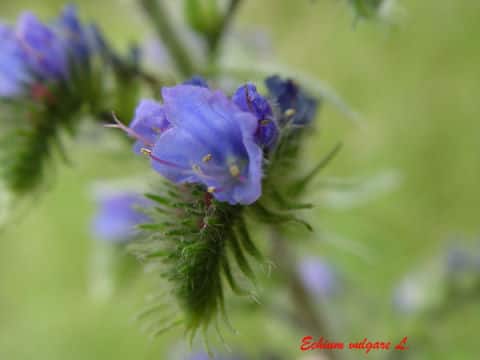 Echium vulgare