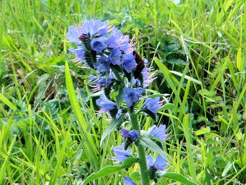 Echium vulgare