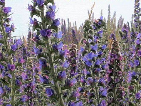 Echium vulgare