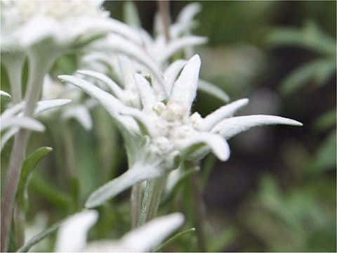 Leontopodium alpinum