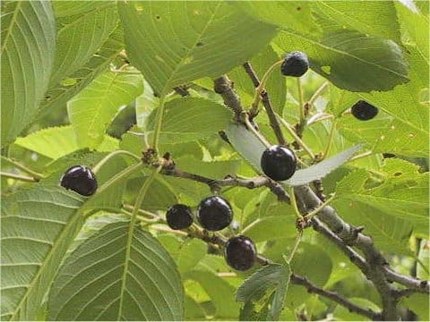 Prunus pendula f. ascendens