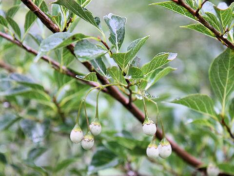 Styrax japonica