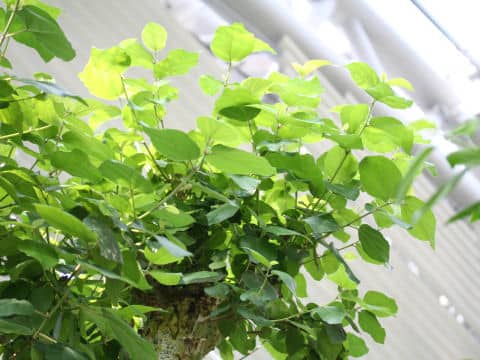 Ficus sycomorus