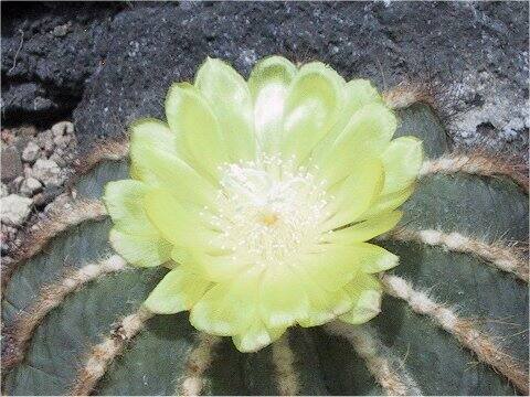Eriocactus magnificus