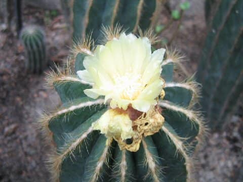 Eriocactus magnificus
