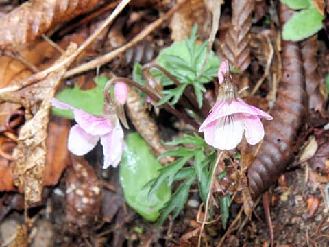 Viola eizanensis