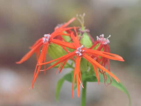 Lychnis wilfordii