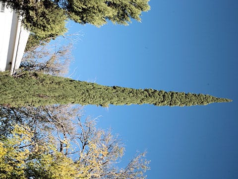 Juniperus virginiana