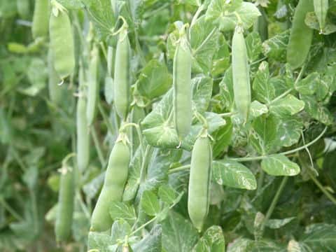 Pisum sativum