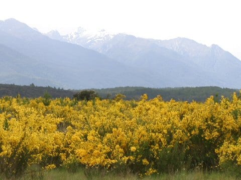 Cytisus scoparius