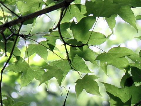 Acer mono var. marmoratum f. dissectum