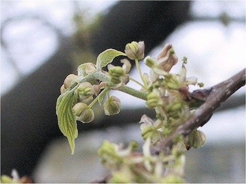 Celtis sinensis var. japonica