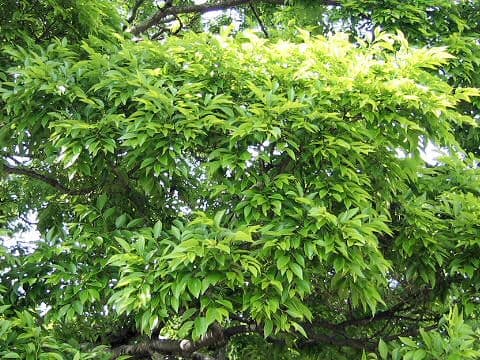Celtis sinensis var. japonica