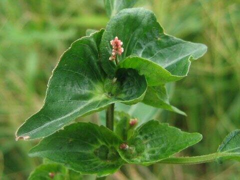 Acalypha australis