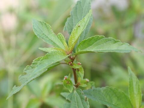 Acalypha australis