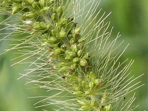Setaria viridis