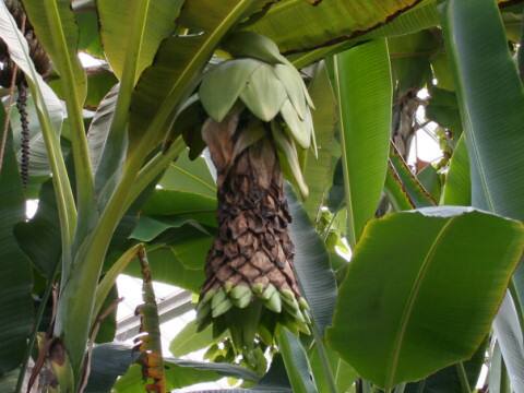 Ensete glaucum