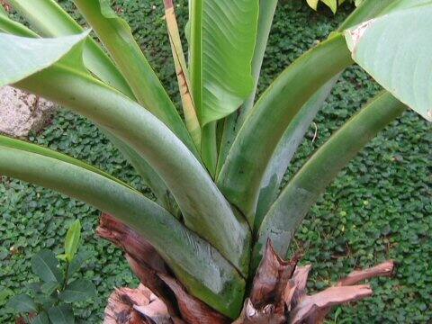 Ensete superbum