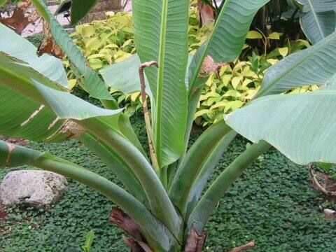 Ensete superbum