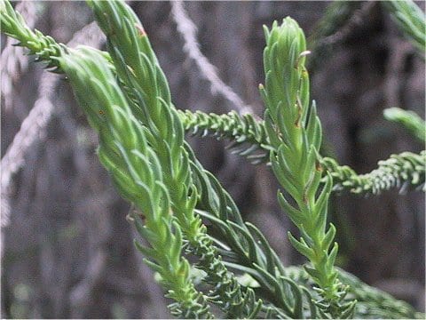 Cryptomeria japonica cv. araucarioides