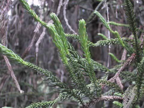 Cryptomeria japonica cv. araucarioides