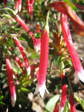Epacris longiflora