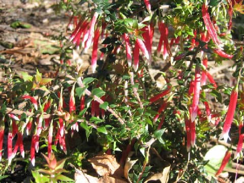 Epacris longiflora